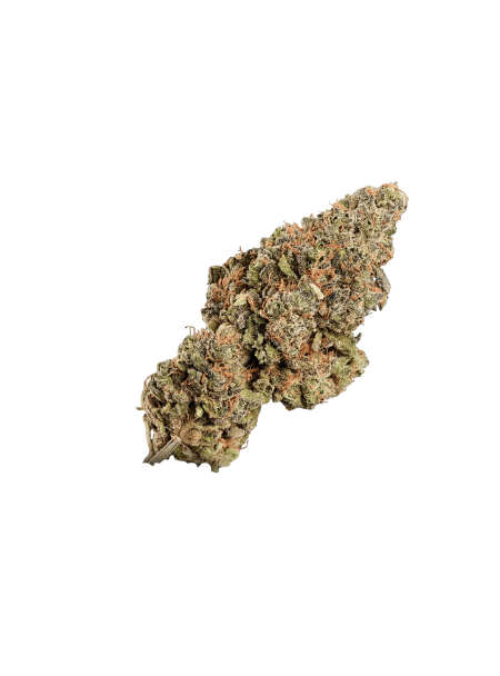 Black Truffle