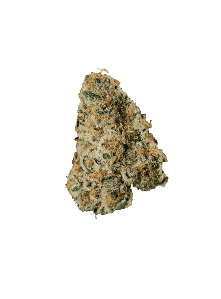 420 Evolution 33/1 CA MSP Masterpiece