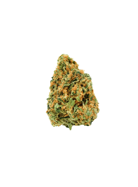 NIMBUS EASY 22/1 - Warp Drive